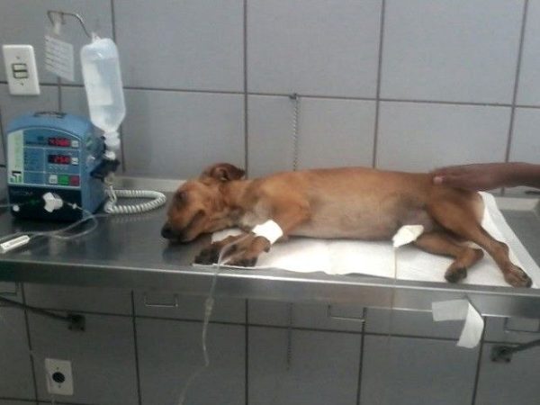 Cachorro está internado em clínica de Goiânia (Foto: Danilo Martins/Arquivo Pessoal)