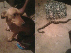 Cachorro salva dono, mas é picado por cobra (Foto: Danilo Martins/Arquivo Pessoal)