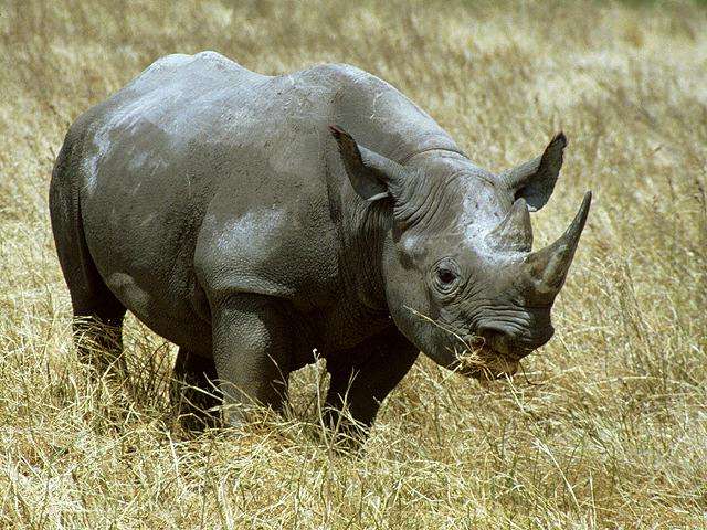 Rinoceronte (DR)