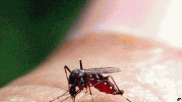Mosquito que transmite a dengue transmite o Catolotolo (AP)