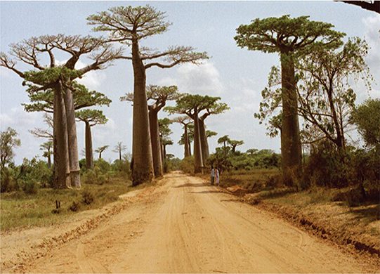 "O Baobá, símbolo da africanidade, incorpora como vimos múltiplas prefigurações". (Foto: D.R.)