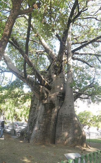 Imbondeiro, árvore gigantesca de África. (Foto: D.R.)