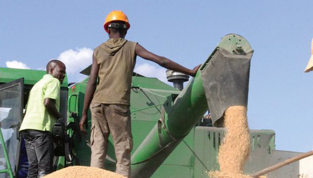 Produção de Arroz JEF