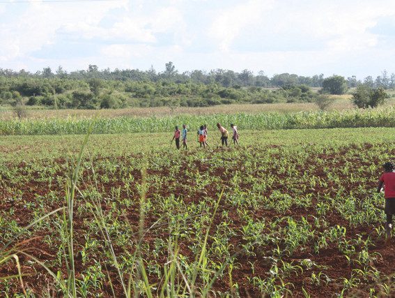 Campo agrícola na província da Huíla (Foto: Morais Silva)