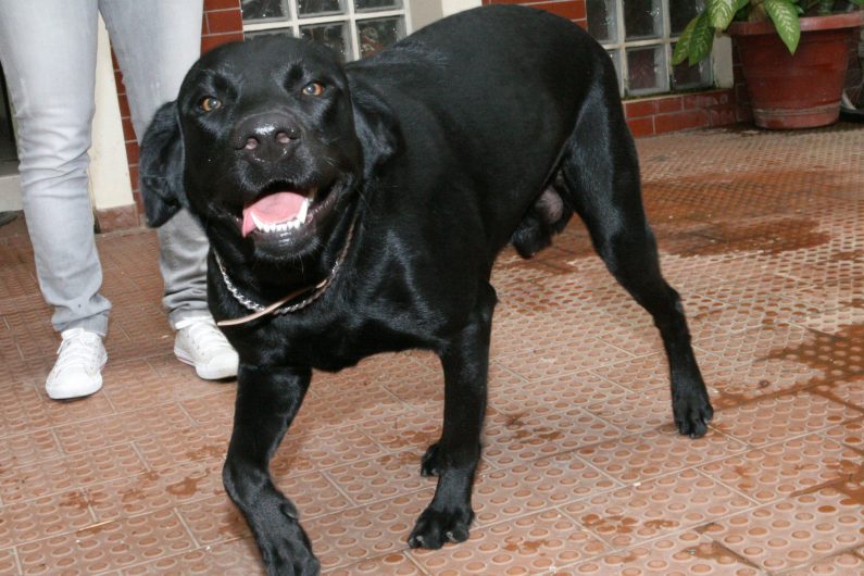OS CÃES SÃO CONSIDERADOS COMO A PRIMEIRA CAUSA DE TRANSMISSÃO DA DOENÇA AOS HUMANOS (Foto: Angop)