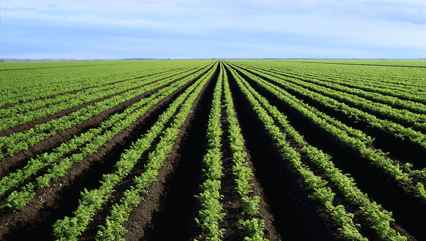 Noventa mil hectares estão a ser preparados (D.R)