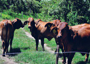 A actividade agro-pecuária a nível local está a ser fortemente relançada com o objectivo de contribuir para a diversificação e o combate à fome e à pobreza. (Foto: Eduardo Cunha)