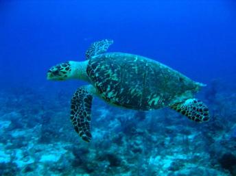 Tartaruga marinha (Wikipédia)