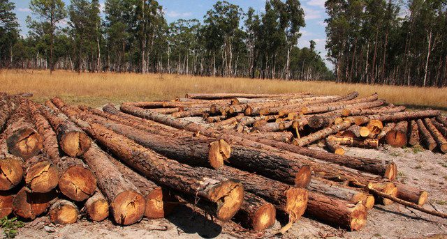 Huambo: Perimetro florestal do Sacaála (Foto: Valentino Yequenha)