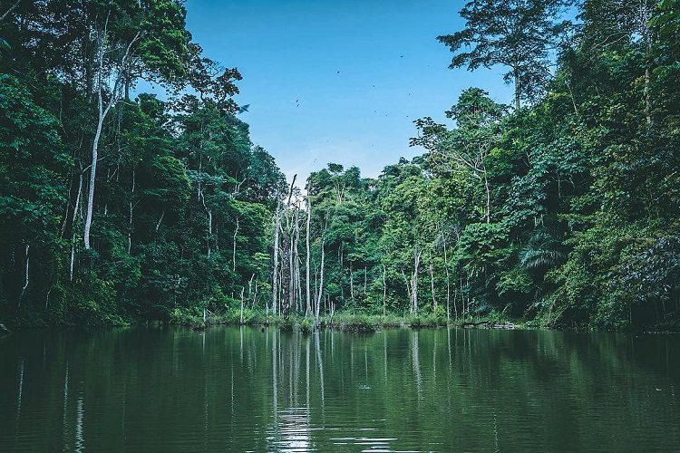 Proteção da floresta do Maiombe reúne peritos em Luanda | Portal ...